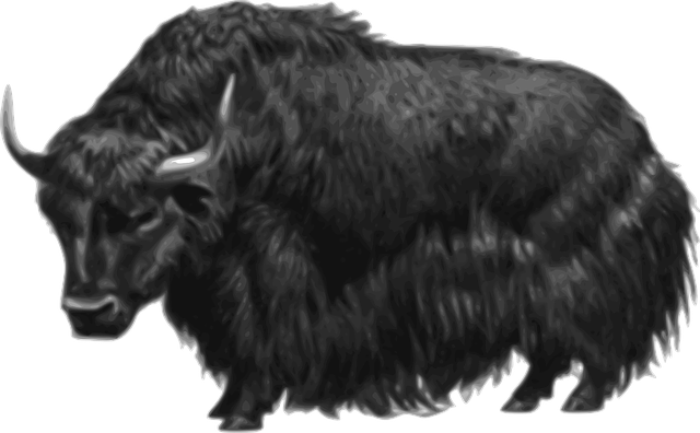 illustration of a yak