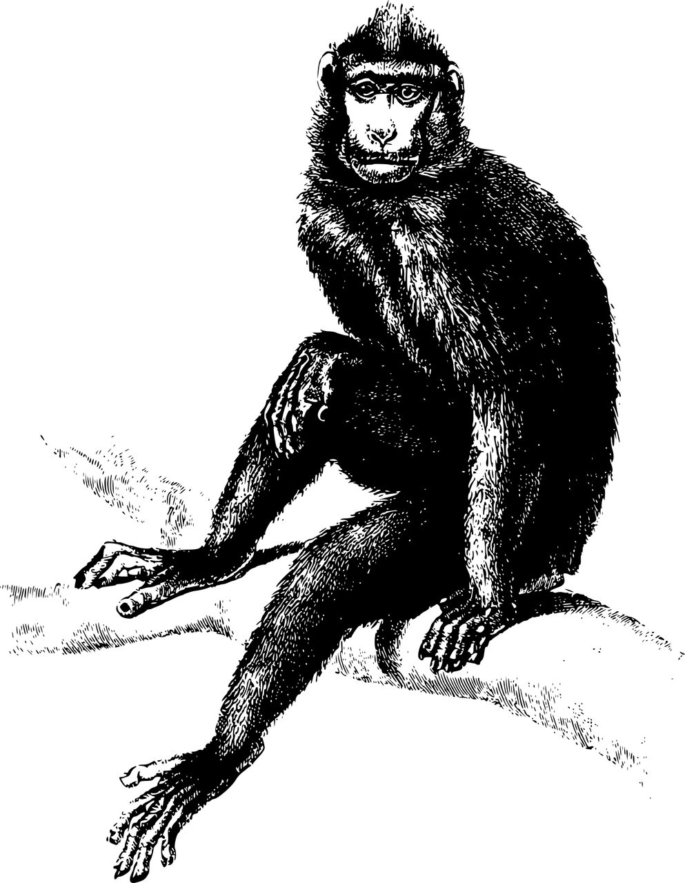 illustration of a monkey