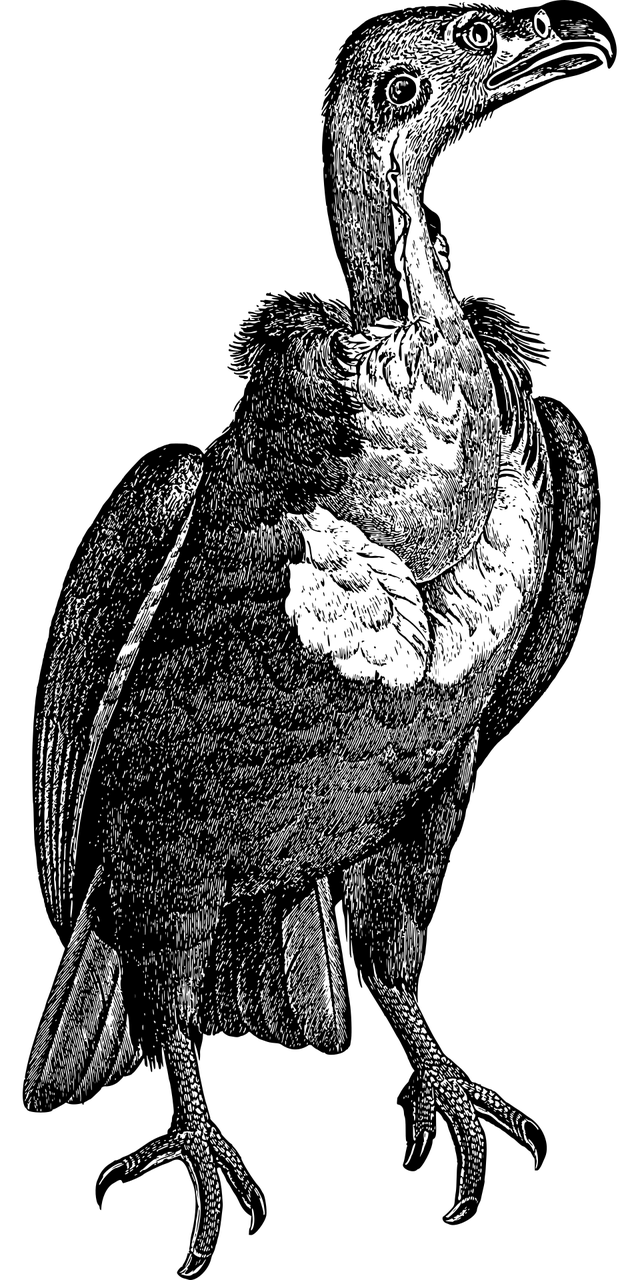 illustration of a vulture